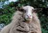 Ein Bentheimer Schaf mit viel Wolle.
