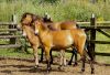 Exmoor Ponys unter sich