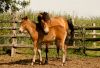 Exmoor Ponys in Zweisamkeit