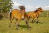 Exmoor Pony in Bewegung