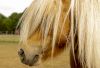 Falabella Pony im Profil