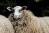 Die Bentheimer Schafe kurz vor der Schafrasur. Mit ganz viel Wolle.