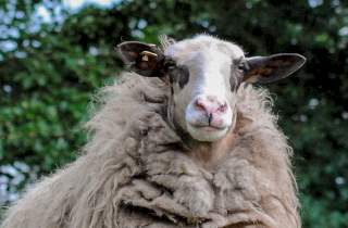 Ein Bentheimer Schaf mit viel Wolle.