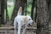 Ein Hund erkundet den Hundetobewald