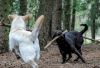 Zwei Hunde beim Spielen im Hundetobewald