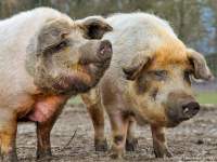 Die rotbunten Husumer Schweine sind vom Aussterben bedroht
