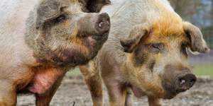 Die rotbunten Husumer Schweine sind vom Aussterben bedroht