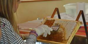 Umweltbildung im LandPark - Mädchen erntet Honig