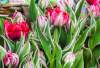 Zum Landmarkt im Frühling gehören natürlich Tulpen