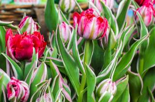 Zum Landmarkt im Frühling gehören natürlich Tulpen