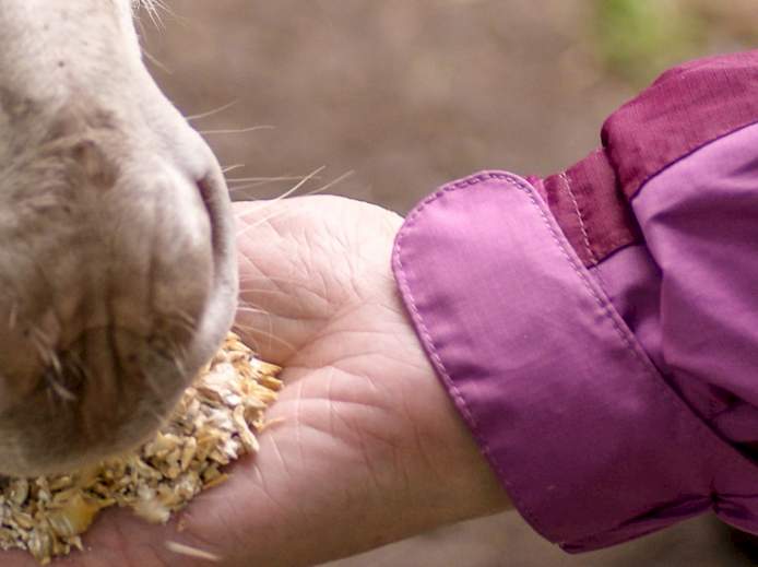 Eine blinde Frau füttert einen weißen Esel