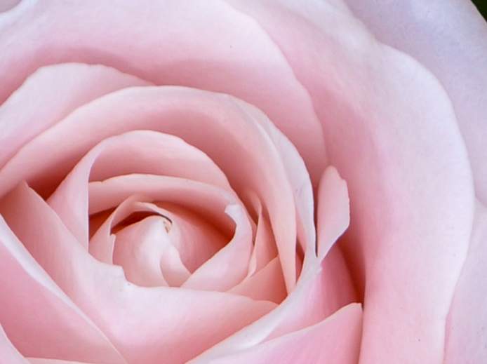 Eine rosa Rose in einem Strauß