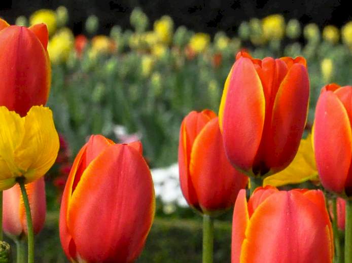 Rote Tulpen Wiese