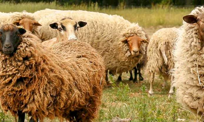 Schafe mit dicker Wolle