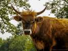 Auerochsen Kuh - Eine bedrohte Nutztierrasse