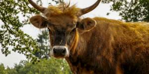 Auerochsen Kuh - Eine bedrohte Nutztierrasse