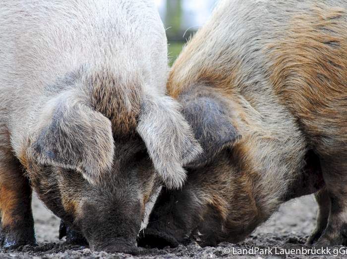 Rotbunte Husumer Schweine schnüffeln im Matsch