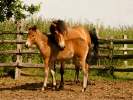 Exmoor Ponies sind vom Aussterben bedroht
