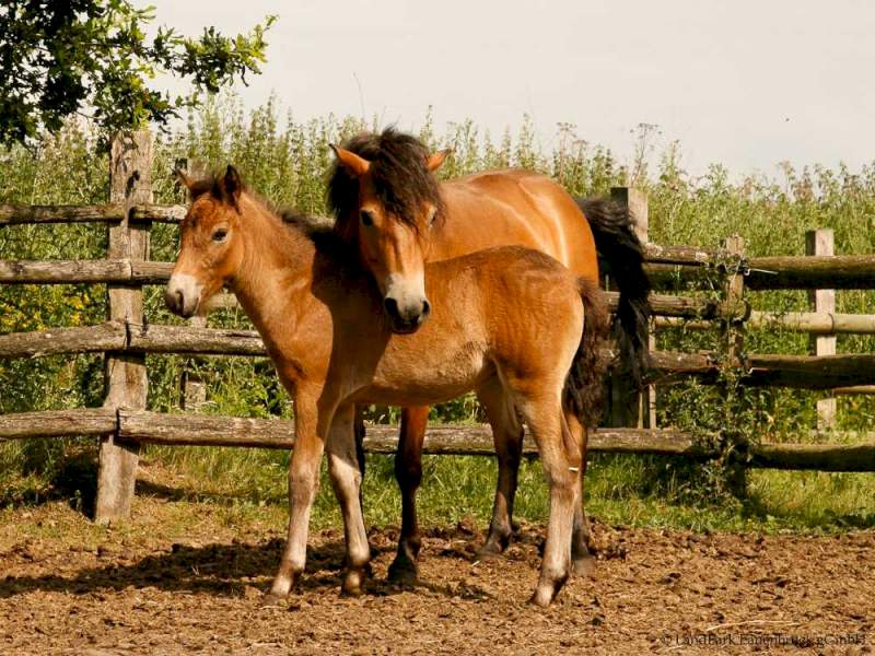 Exmoor Pony Stute legt Ihren Kopf schützend über Ihr Fohlen