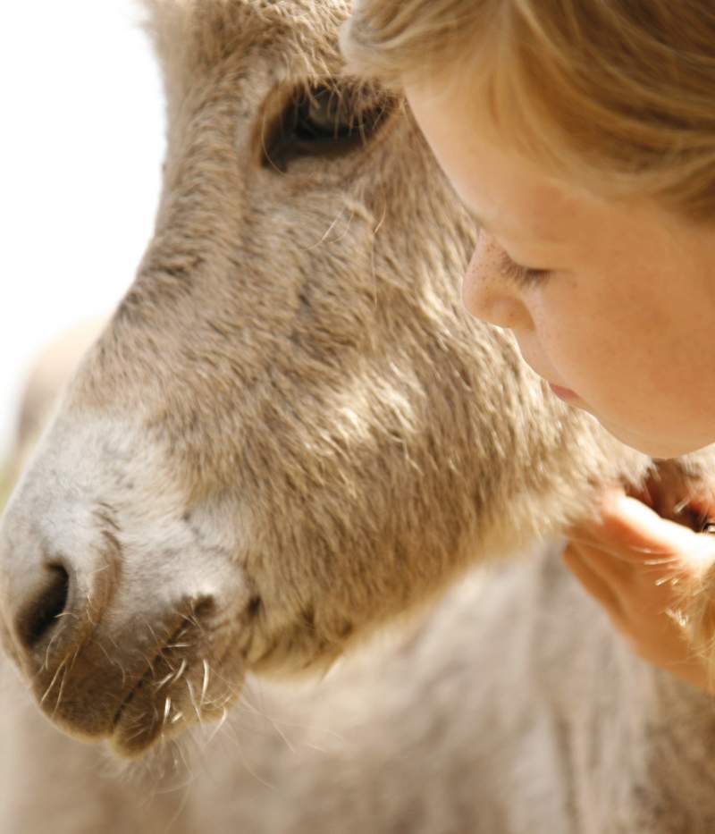 Mädchen in direktem Kontakt mit einem Esel