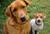 Ein Jack Russel und ein hellbrauner Labrador mit niedlichem Blick in die Kamera