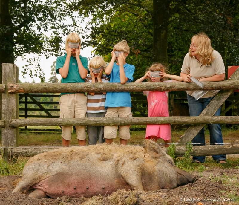 Kinder bei den Wollschweinen tragen die Schweinebrille