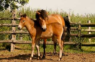 Exmoor Ponys in Zweisamkeit