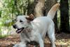 Spielender Hund im Hundetobewald